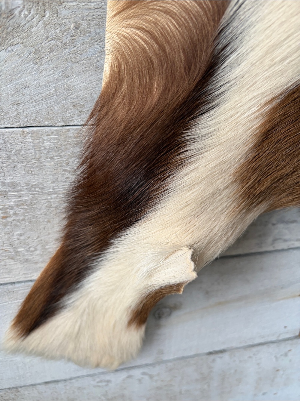 Genuine Goatskin Fur Pelt 33” x 22” Natural Brown & Cream Rustic Hide - Picture 3 of 7